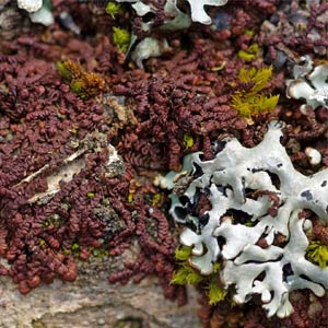 Bryophytes corticoles