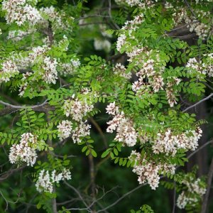 Espèces exotiques envahissantes