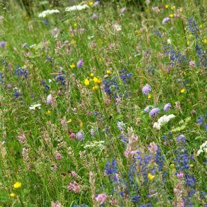 Prairies à flore diversifiée