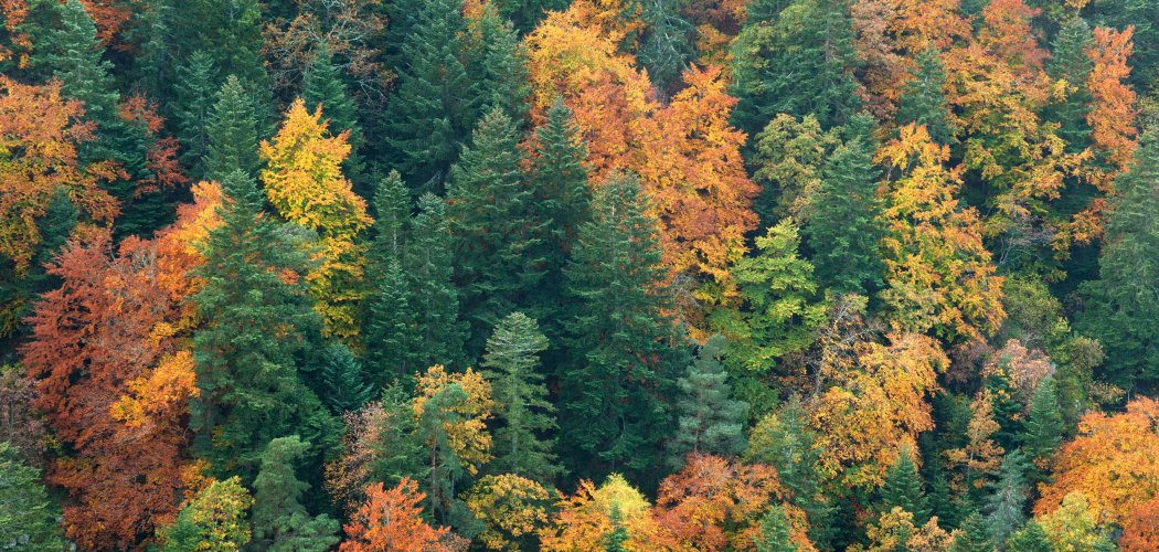 Découvrez les forêts anciennes du Massif central