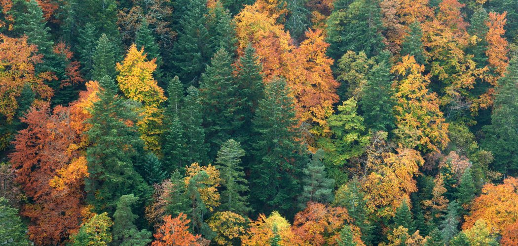 Découvrez les forêts anciennes du Massif central