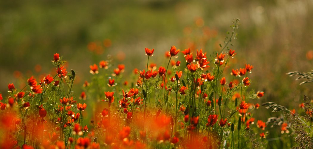 Agriculteurs : rejoignez le réseau AURAVENSIS !