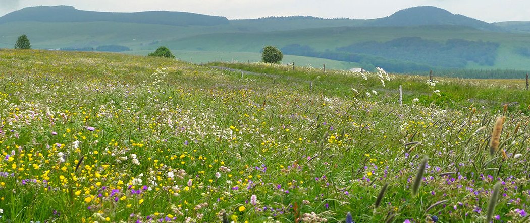 Les prairies à flore diversifiée d'Auvergne