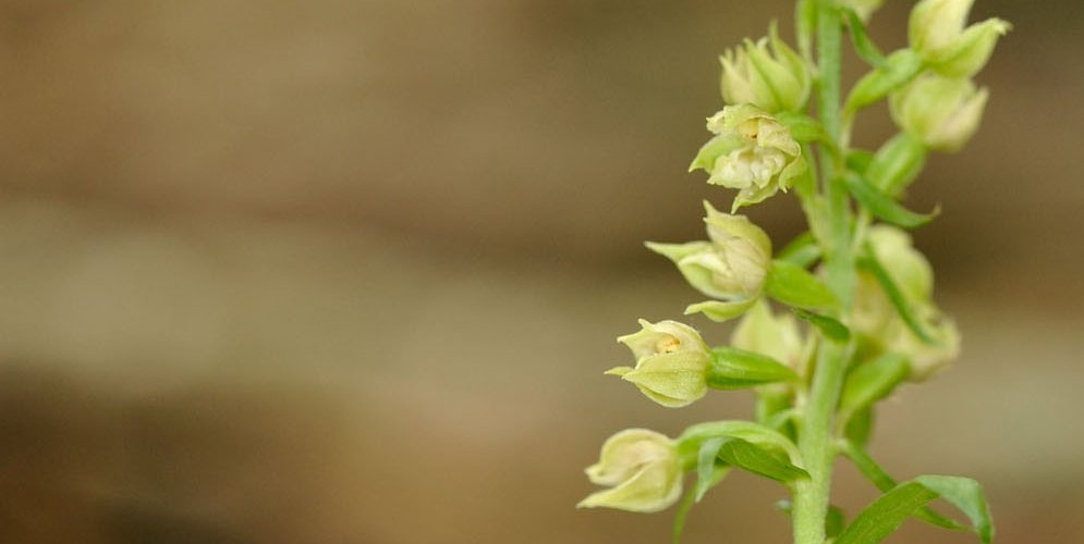 Un plan national d'actions en faveur de l'Epipactis du Rhône et des forêts alluviales