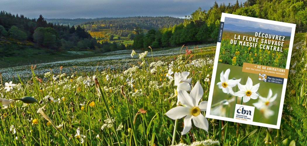50 RDV pour découvrir les plantes, les champignons et lichens du Massif central