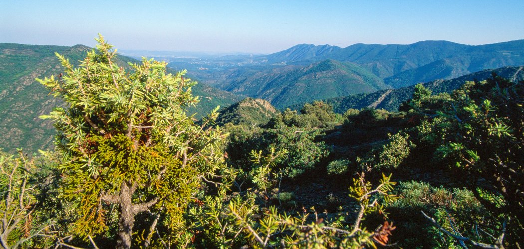 Le Gui du Cade, une plante ardéchoise singulière à préserver