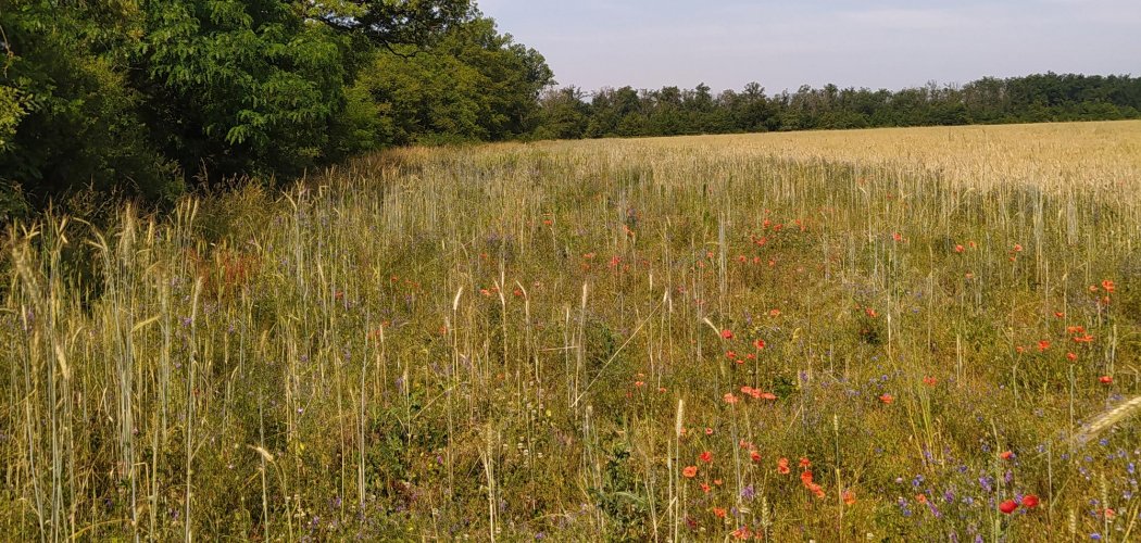 La Petite Amourette et l’Ammi élevé : deux découvertes dans la Loire