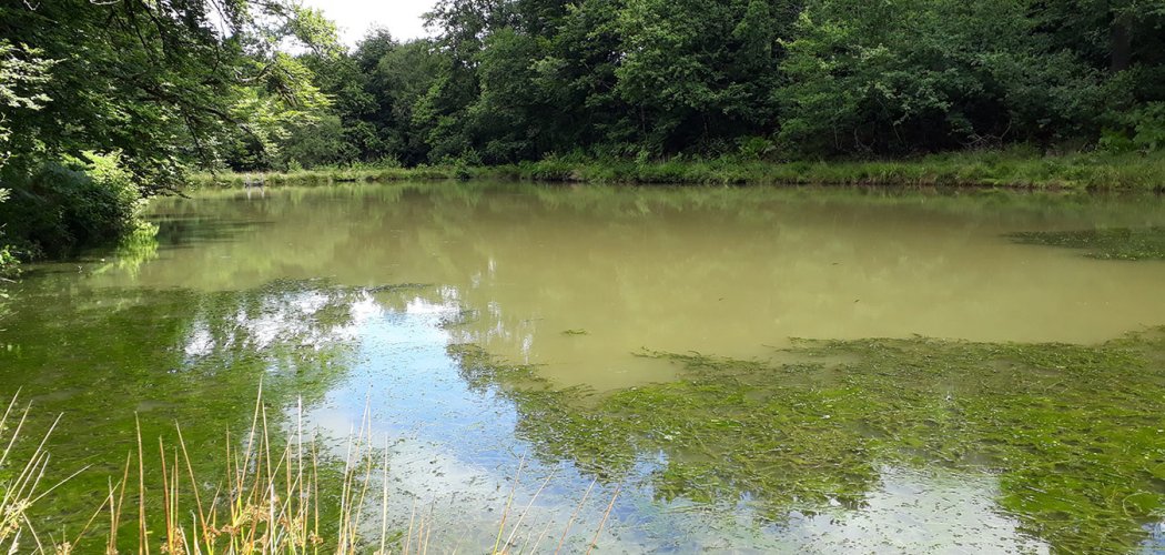Première mention du Grand Lagarosiphon (Lagarosiphon major) dans la Loire