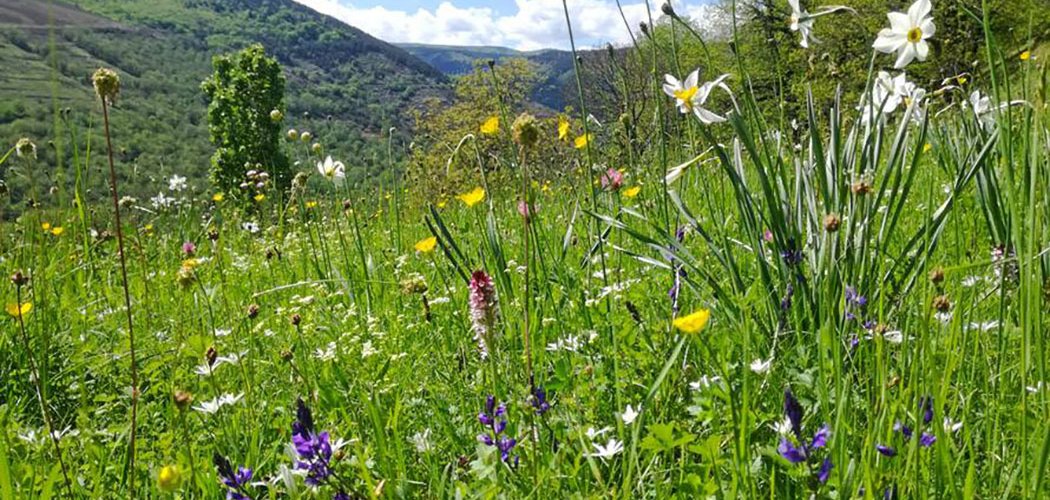 Graines de prairies...