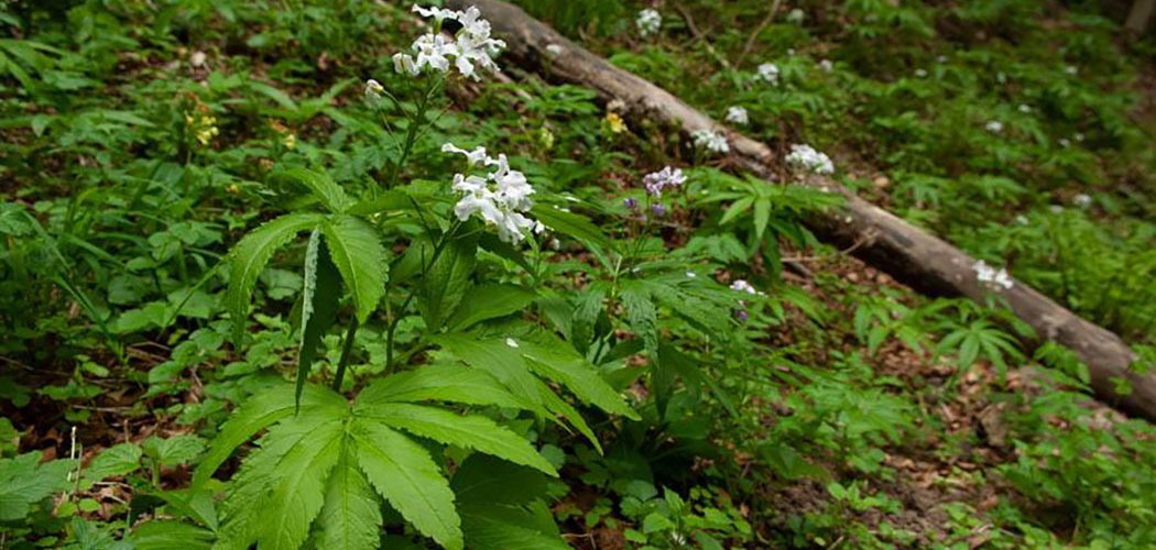 Un état des lieux de la flore sensible aux perturbations climatiques en Limousin