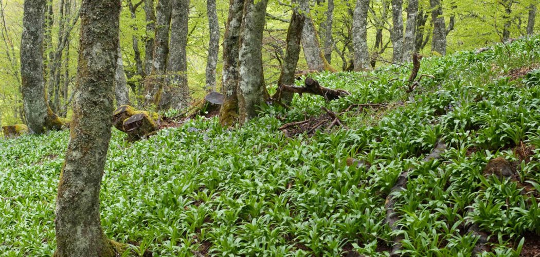 Prodrome des végétations de France : les végétations forestières caducifoliées françaises enfin disponibles