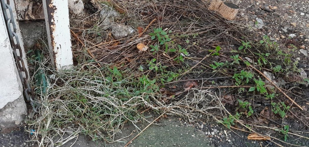 Première observation de l’Amarante muriquée [Amaranthus muricatus (Gillies ex Moq.) Hieron.] en Auvergne-Rhône-Alpes