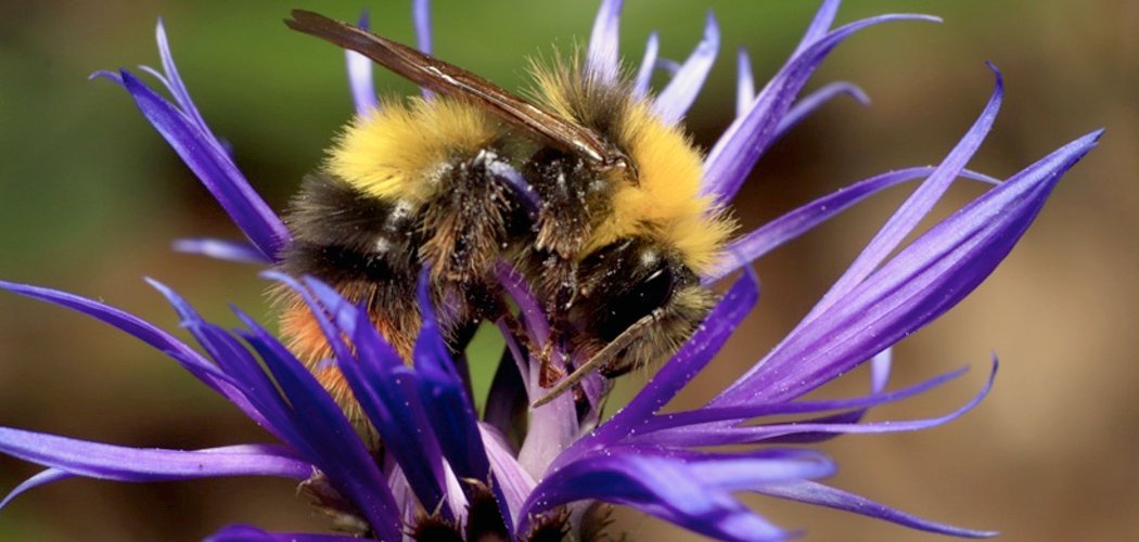 Mais qui pollinise la Centaurée de Lyon ?