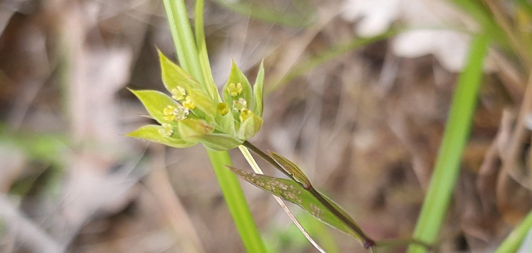 Une nouvelle espèce dans la Loire (42), Bupleurum baldense Turra ou Buplèvre du Mont Baldo