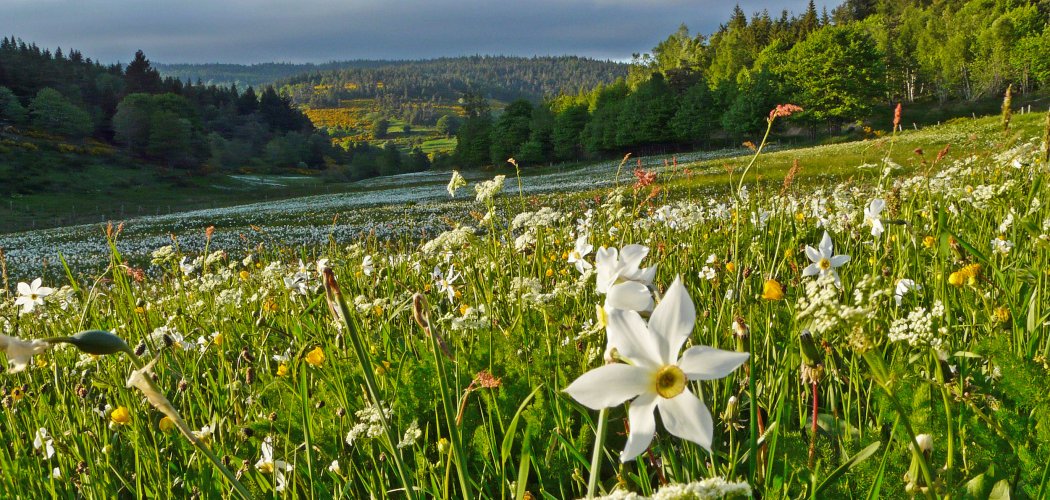 50 RDV pour découvrir les plantes, lichens et champignons sauvages du Massif central