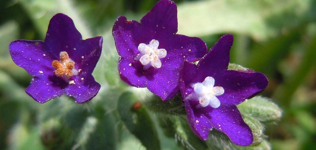 Anchusa undulata L. (Boraginaceae) découvert dans le département du Rhône