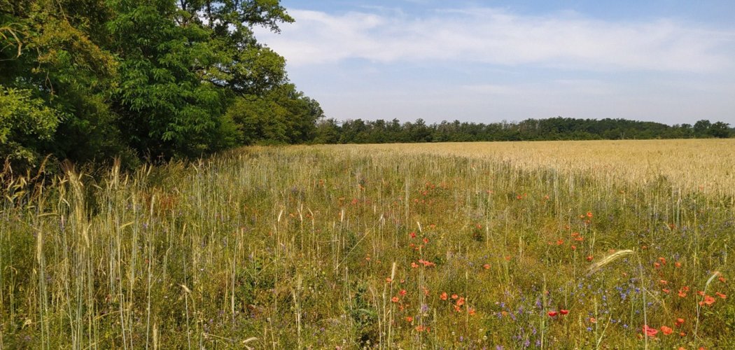Une Mesure Agro-Environnementale et Climatique inédite favorable aux messicoles dans la plaine du Forez