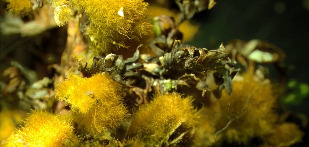 Une algue verte… pas si verte