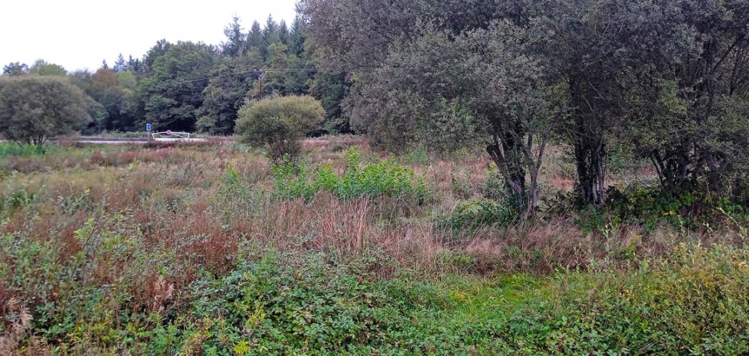 Préserver la flore sauvage sur le réseau routier du Centre-Ouest : 3 années de partenariat entre le CBN et la Direction interrégionale des routes