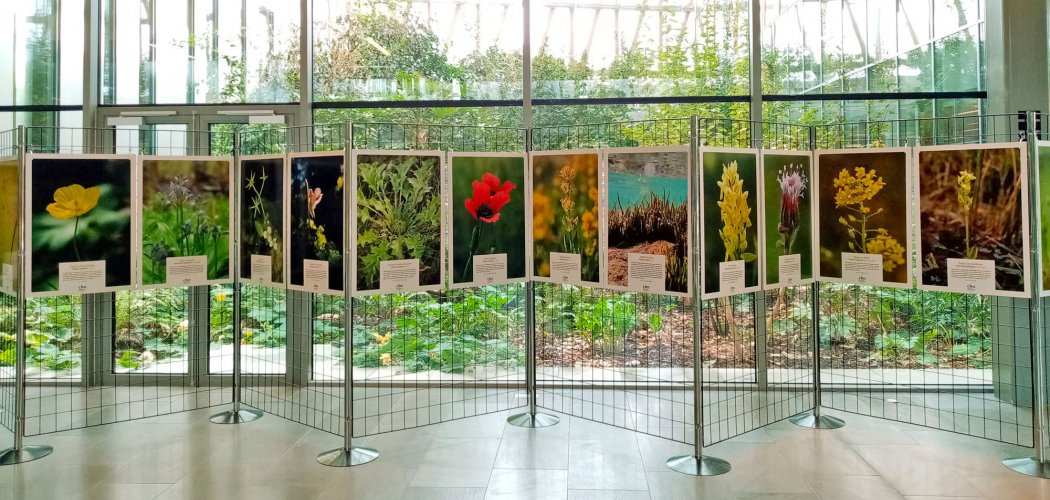 Une exposition itinérante consacrée à la flore du Massif central