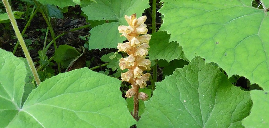 Redécouverte dans le Cantal : Orobanche flava