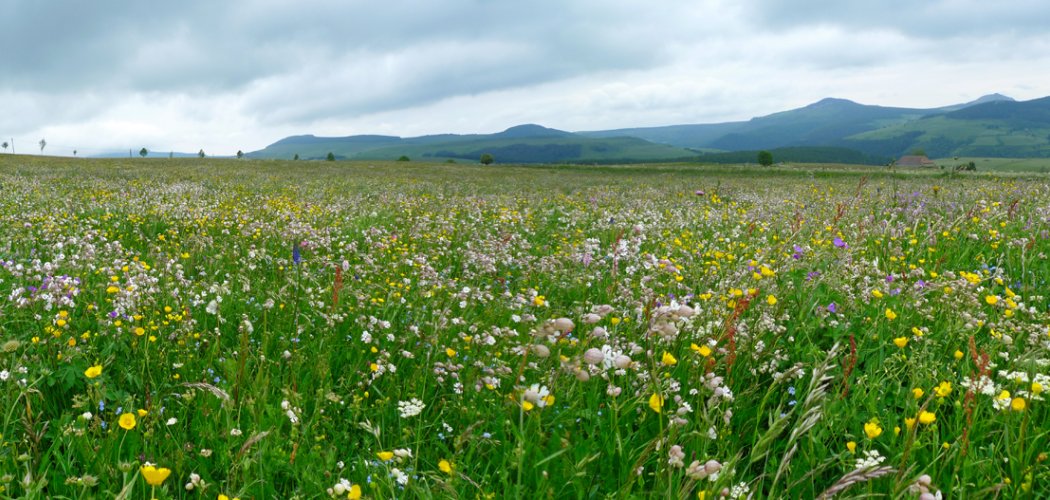 Les végétations agropastorales du Massif central enfin cataloguées !