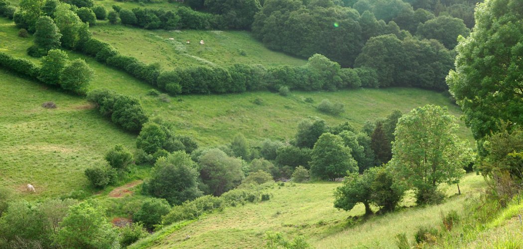 19 propositions en faveur des prairies naturelles de France