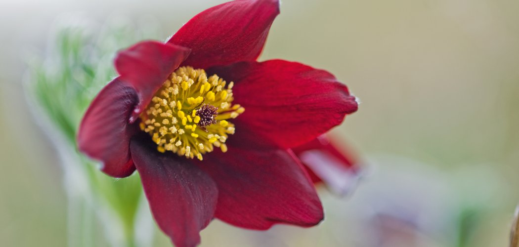 Participez au recensement de la Pulsatille rouge dans le Coiron (Ardèche) !