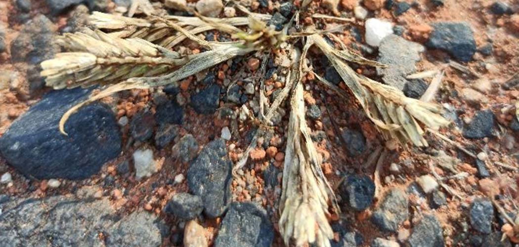 Redécouverte de Sclerochloa dura en Haute-Loire