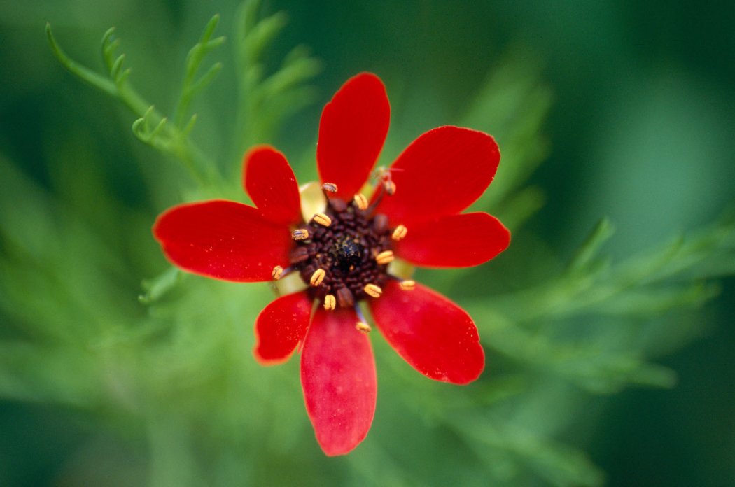 Visite des jardins "Graines sauvages et insolites pour nos jardins" (Fête des plantes)