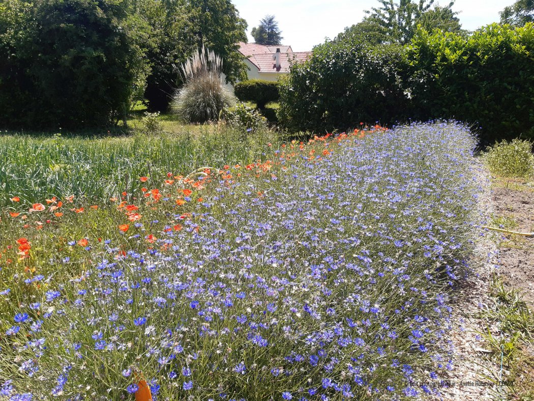 Accueillir la biodiversité : les plantes sauvages à votre porte (Fête des Plantes)