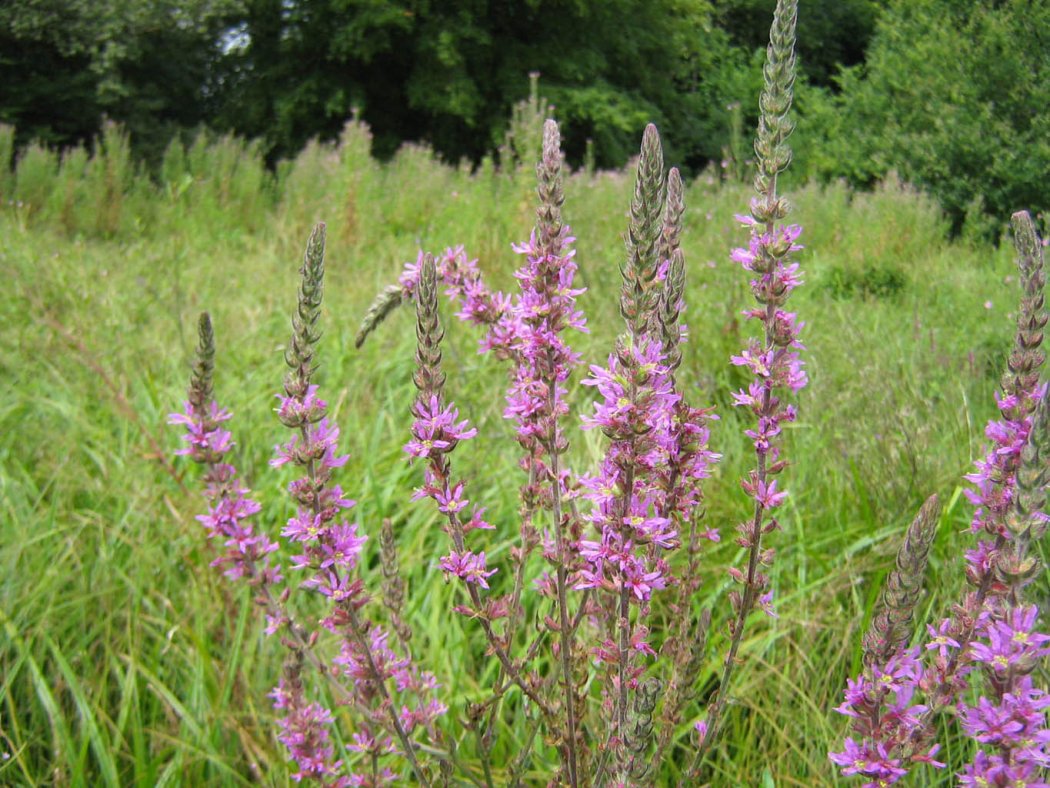 A la découverte des milieux naturels autour de l'étang de la Pouge