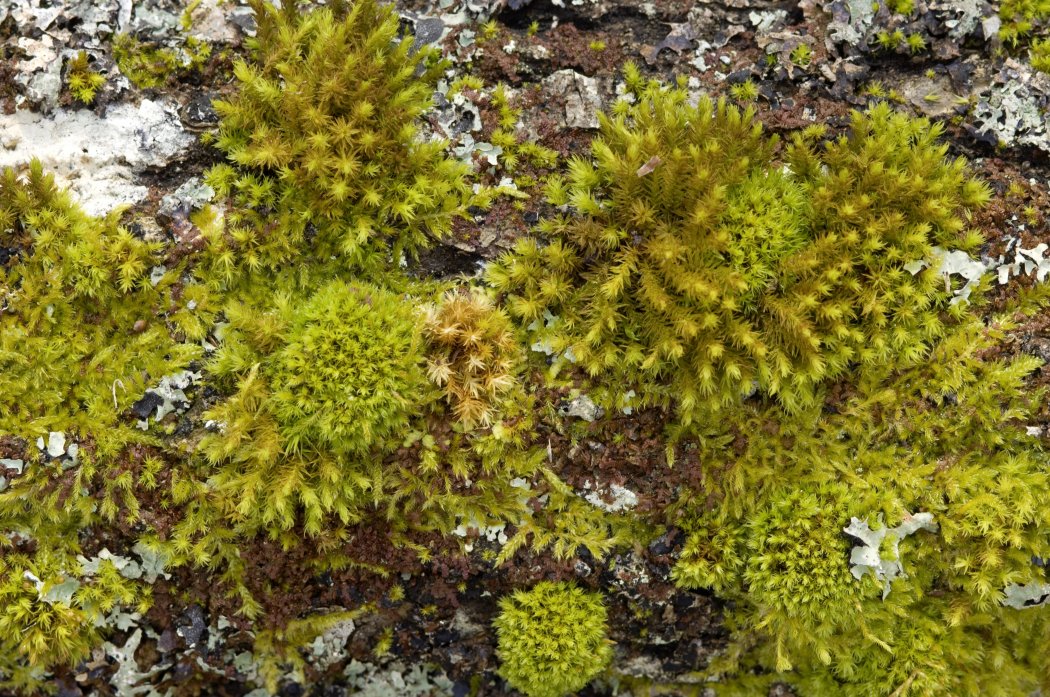 Le monde merveilleux des mousses et des lichens