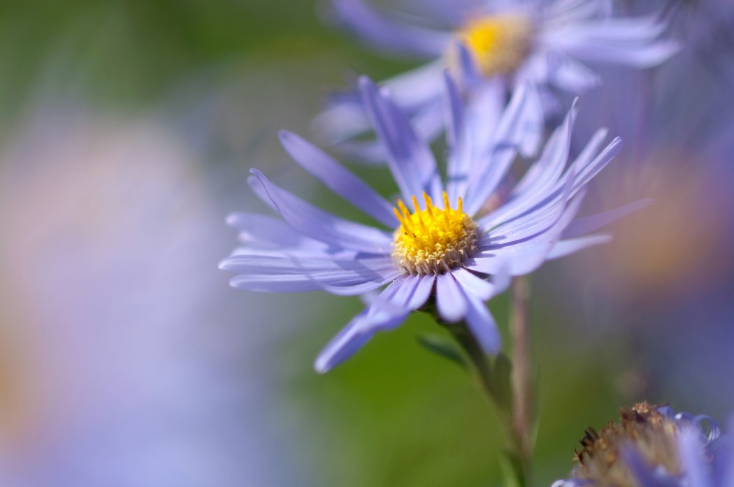 Visites animées des jardins - 29 juillet