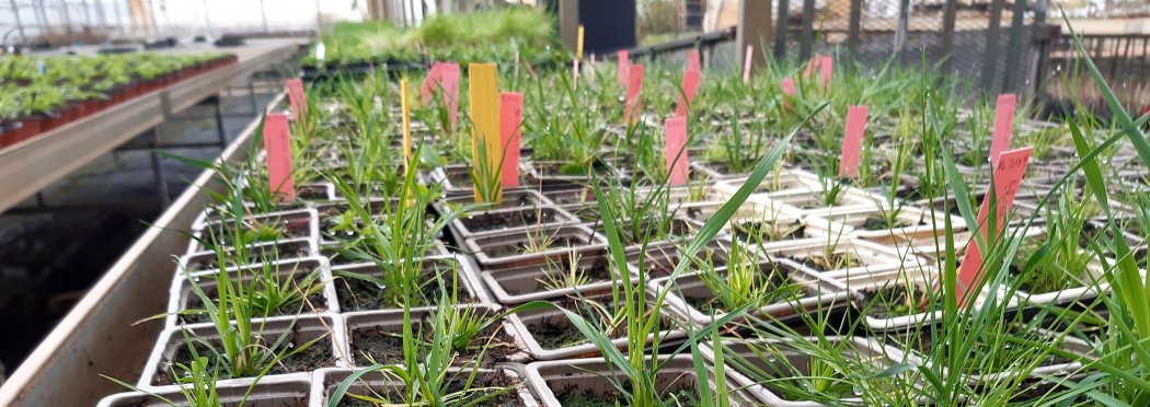 Réinventer les aménagements paysagers : quelle place pour la nature et la flore indigène dans les espaces publics ?