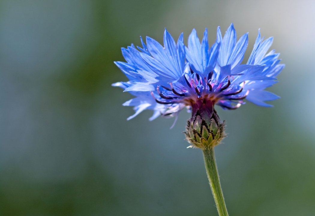 Visites animées des jardins - 5 août