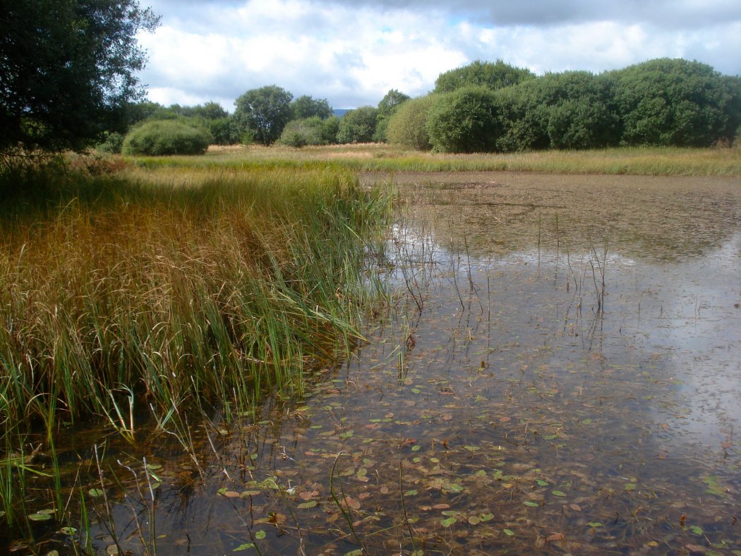 Découvertes botaniques en Creuse