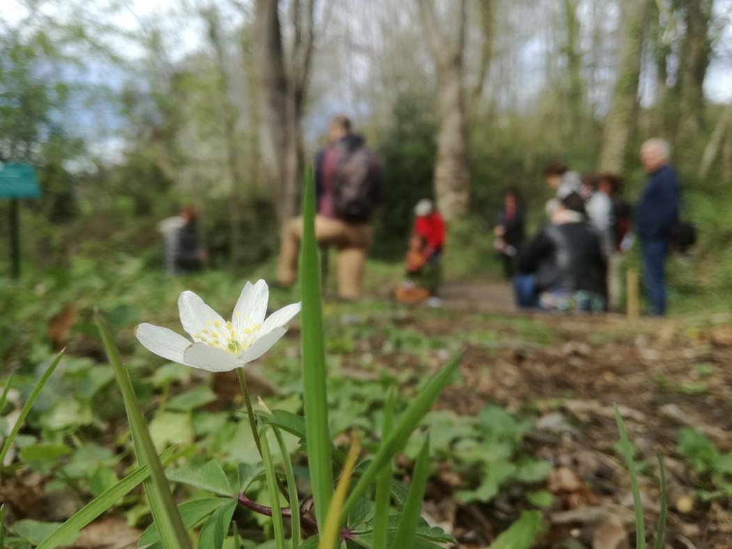 Promenons-nous dans les bois… pendant qu’ils sont encore là !