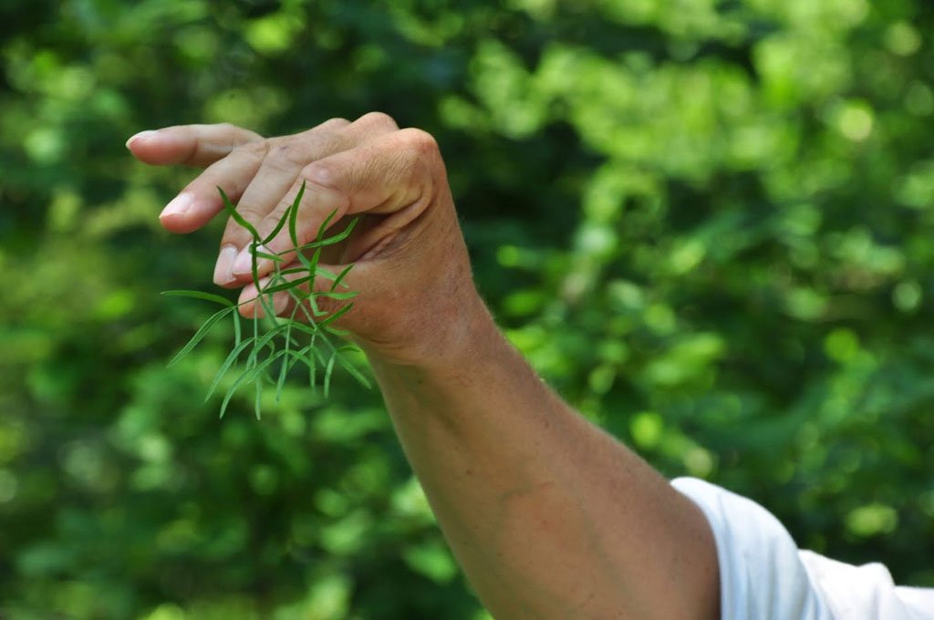 Être botaniste en 2026