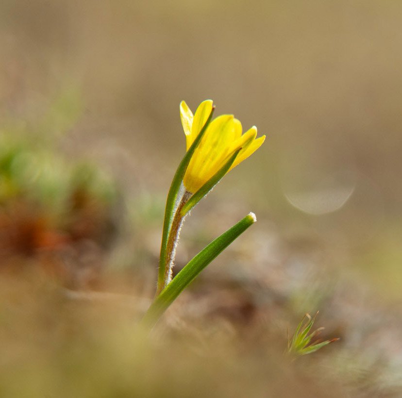 EXPO PHOTO - Plantes sauvages du Massif central