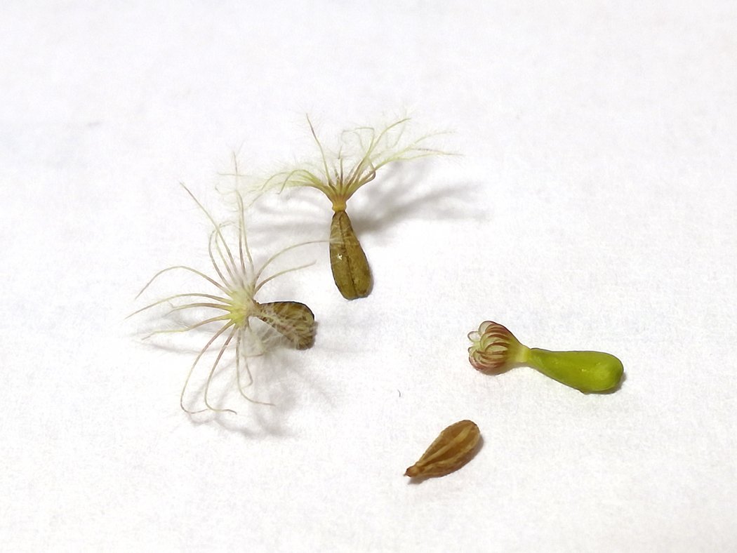 Journées Européennes du Patrimoine : découvrez les graines d'aventurières !