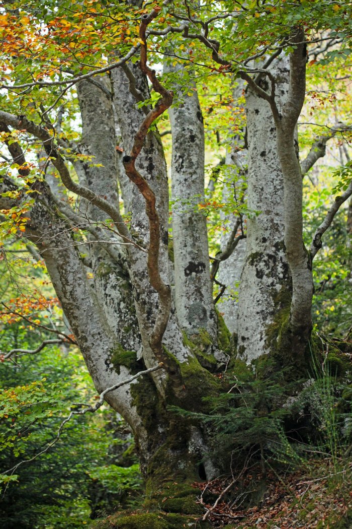 Promenons-nous dans les bois pendant qu’ils sont encore là...
