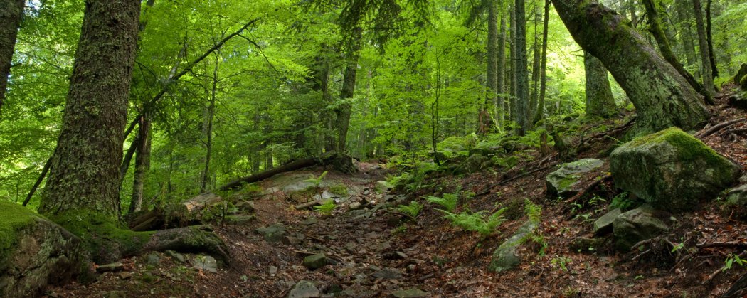 "Des histoires de vieilles branches"