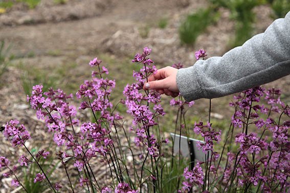 Visite sensorielle des Jardins du CBN et du Château de Lafayette