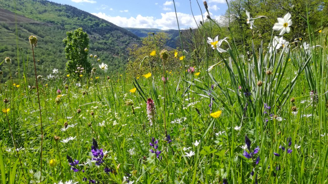 Elevage montagnard et prairies fleuries