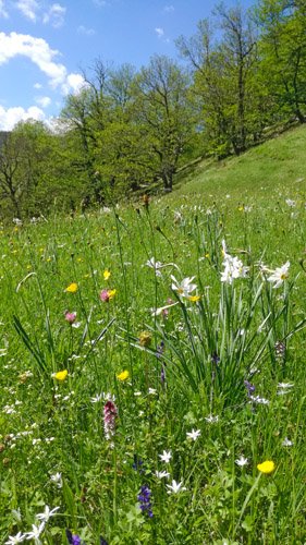 Le bonheur est dans le pré