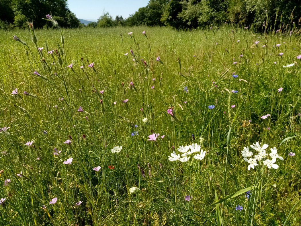 Céréales anciennes et belles des champs