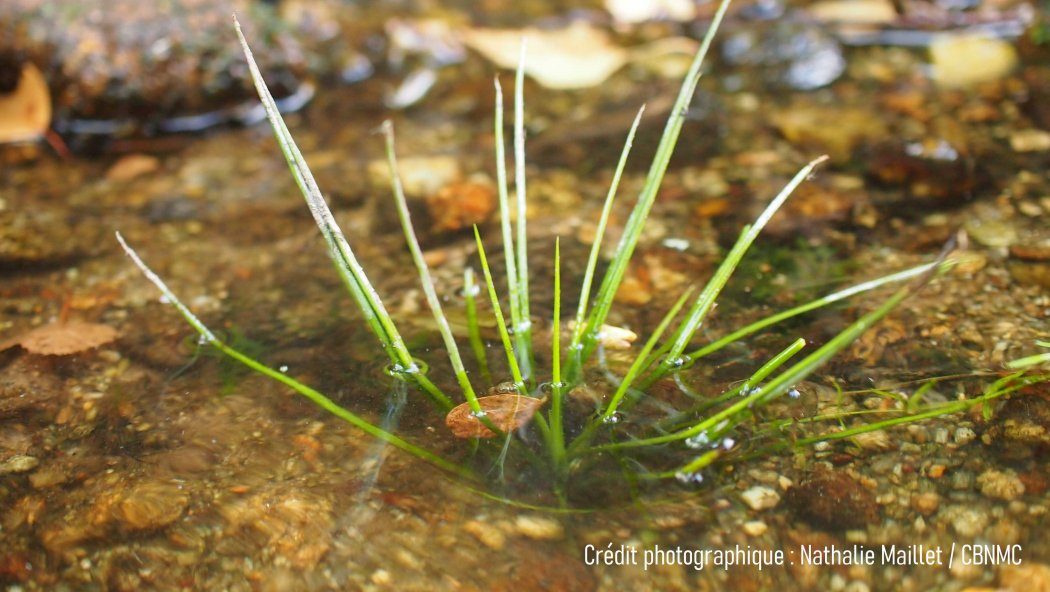 A la recherche de l'Isoète à spores épineuses et d'autres espèces d'intérêt patrimonial de l'Etang de Sagnat et bords de Gartempe
