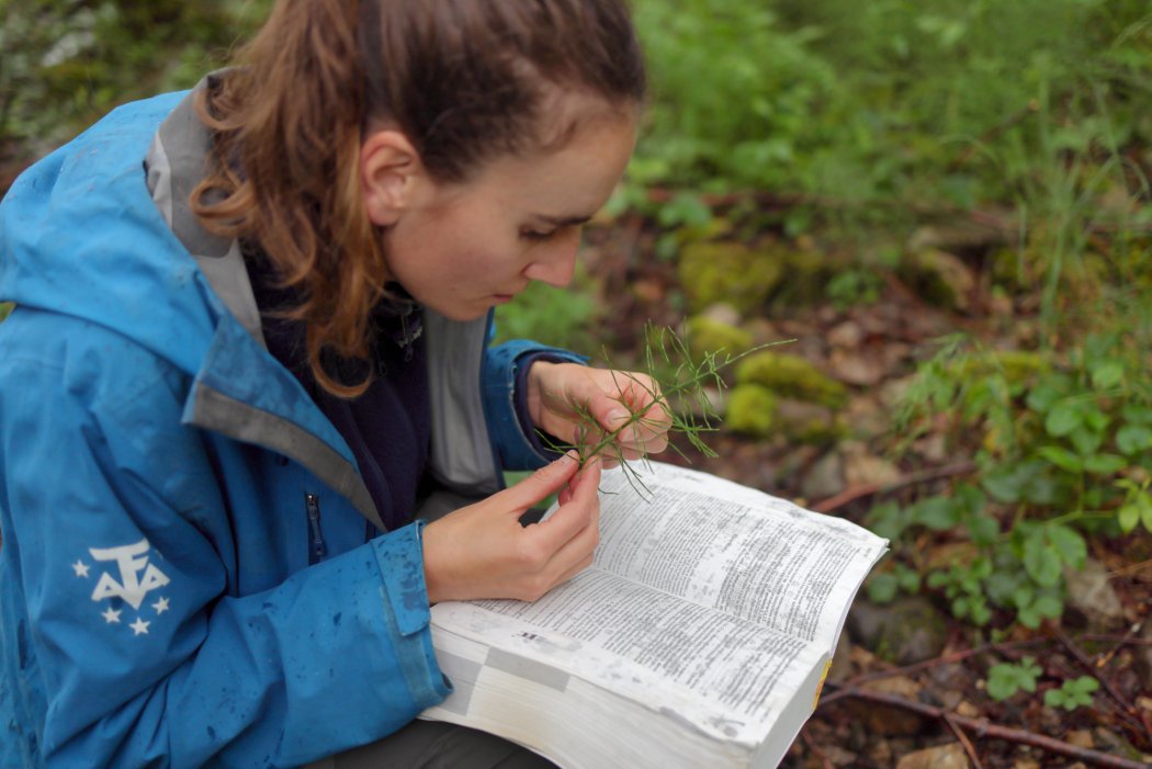 Observer les plantes, débuter la détermination en botanique et reconnaître les familles