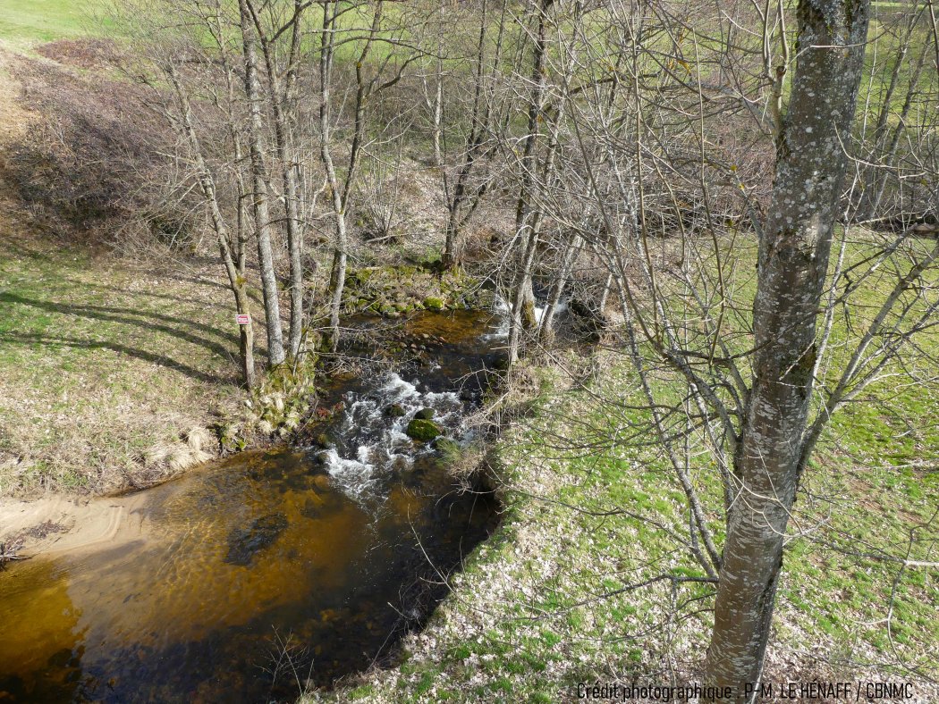 Inventaire général de la flore de la commune de Chenereilles